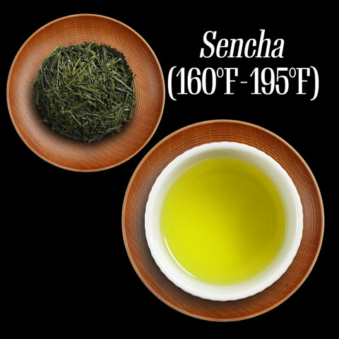 Sencha