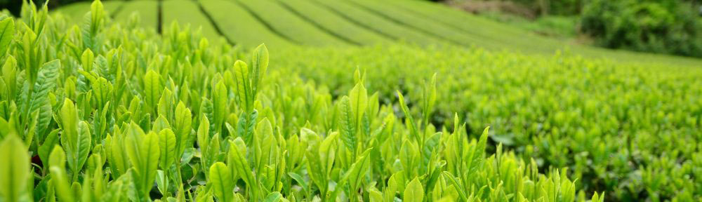 Where Do Tea Leaves Come From? Learn How Tea Grows