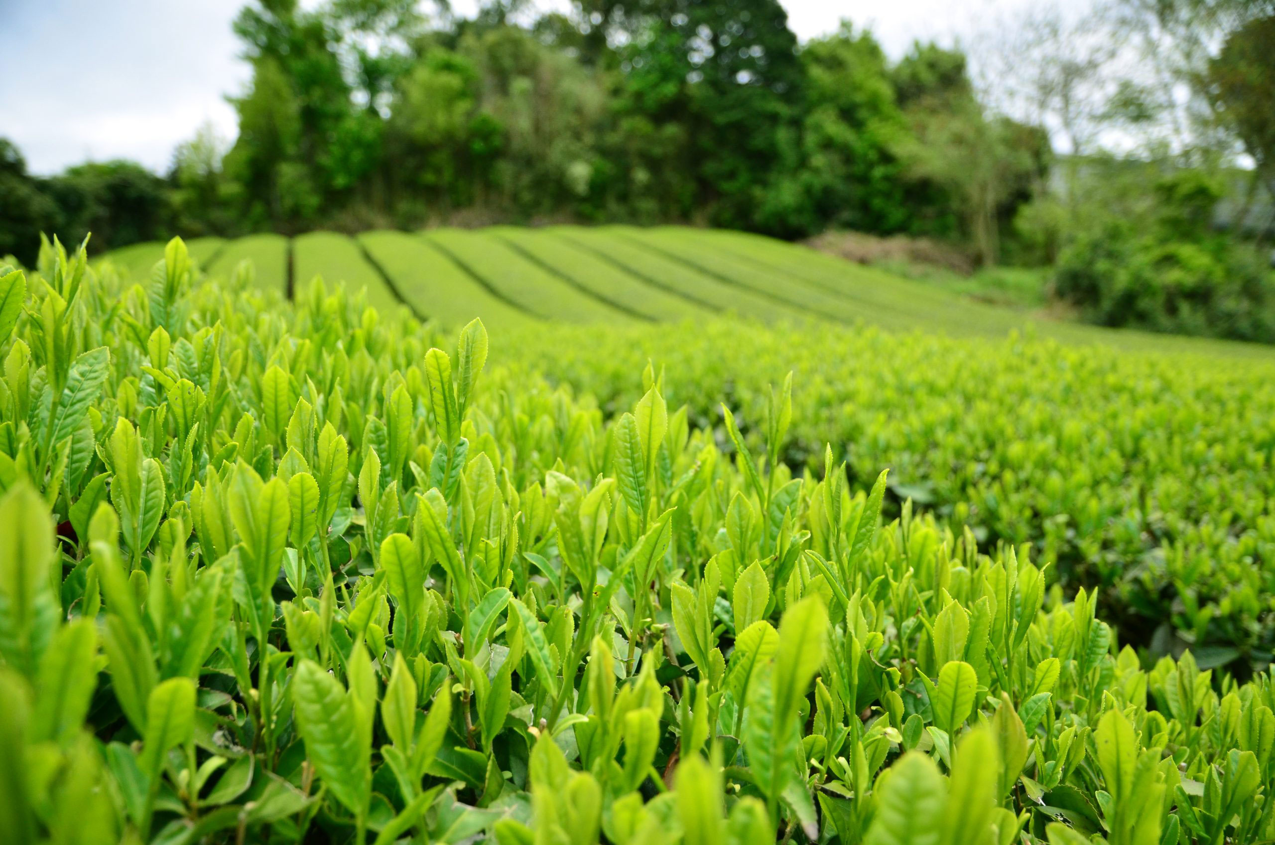 Where Do Tea Leaves Come From Learn How Tea Grows Zojirushi 