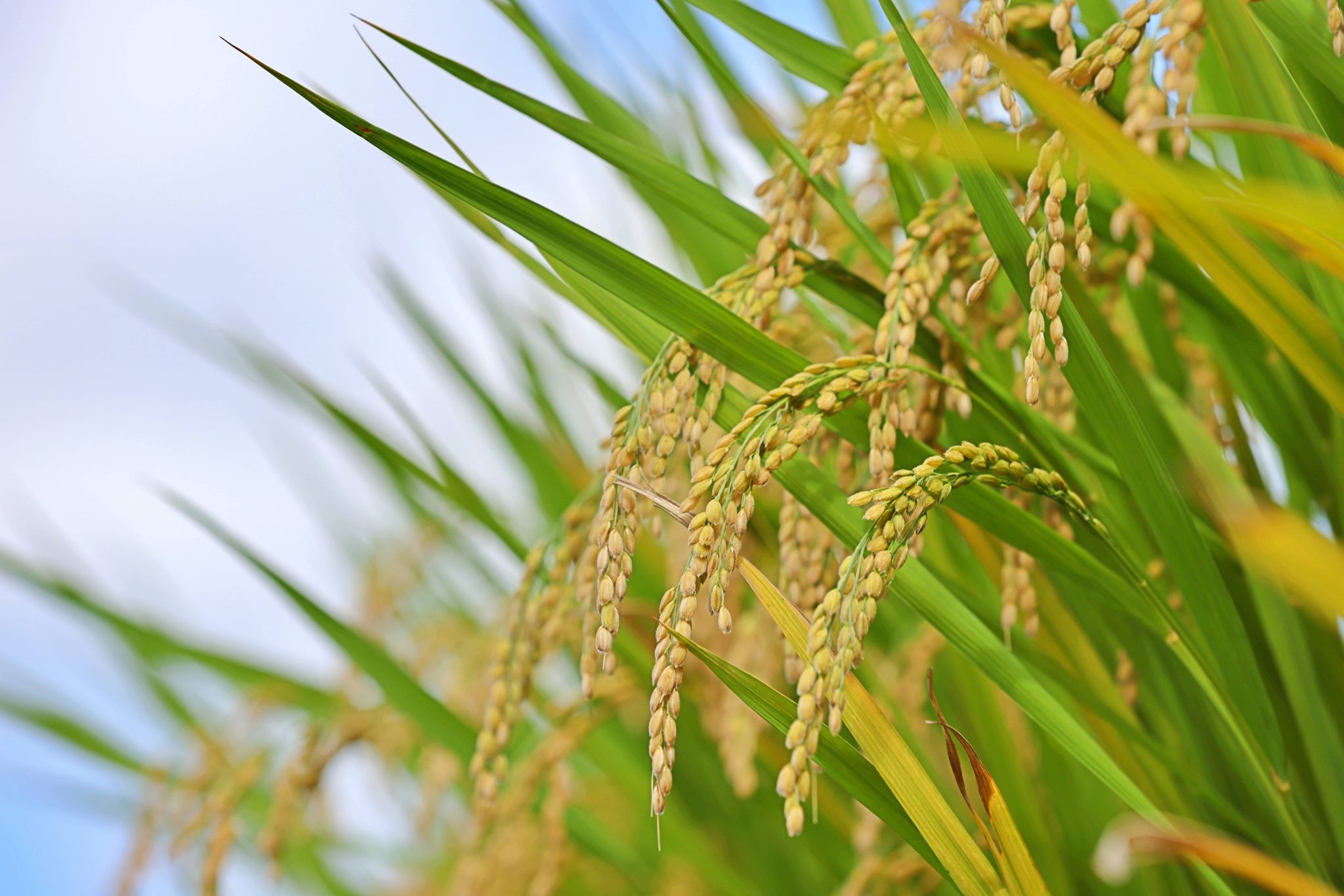 How Is Rice Grown? A Complete Guide Zojirushi Food & Culture Blog