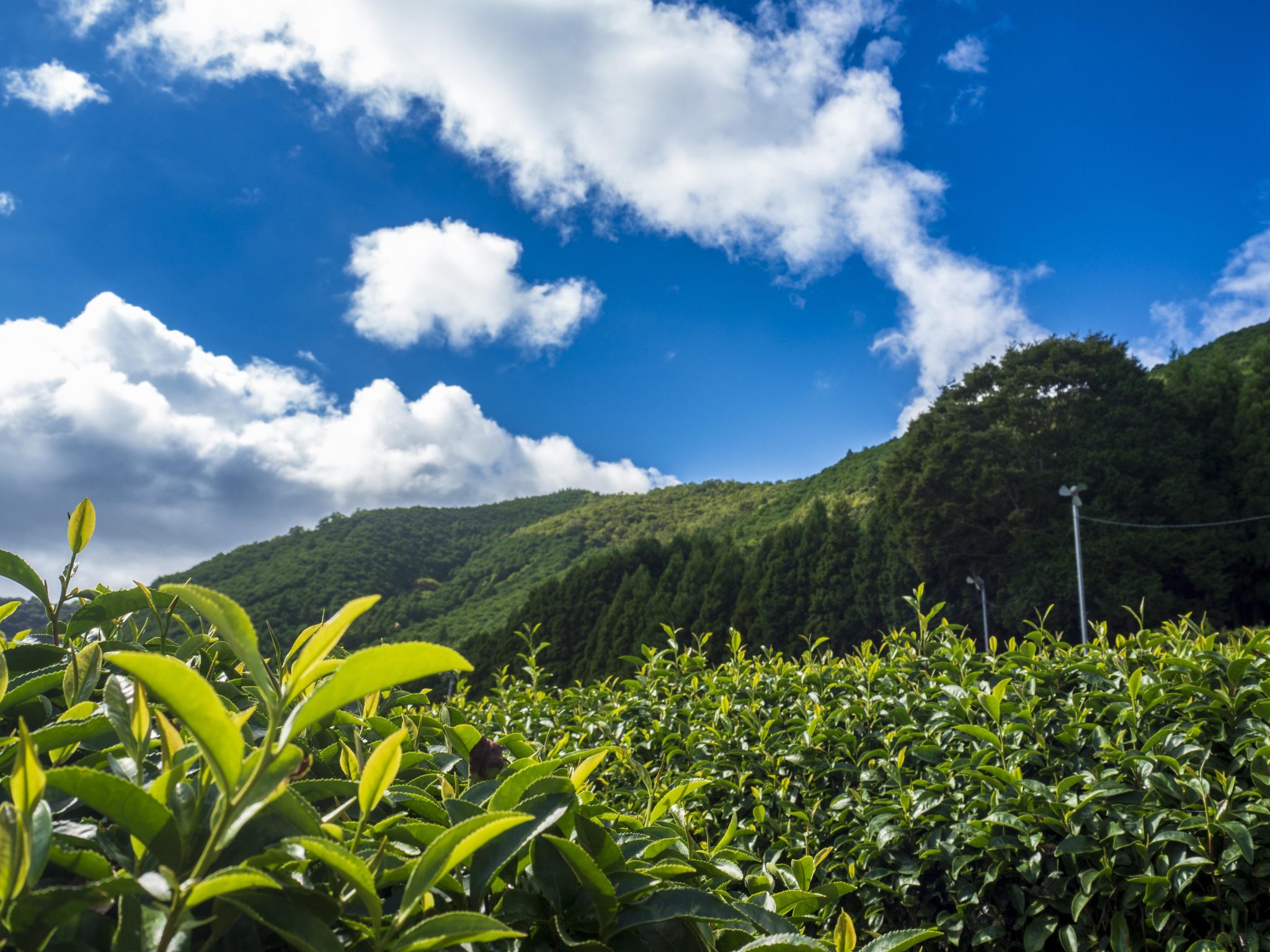 teaware-for-the-tea-experience-gongfu-cha-chanoyu